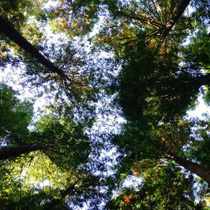 website by fluffytech clientearth thumb